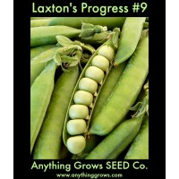 Pea - Laxton's Progress #9 - Organic